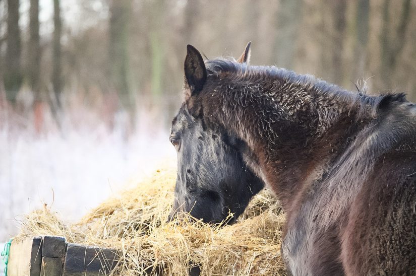 Omega-3 and Omega-6 Balance in The Horse’s Diet: Skin, Coat, and Endurance